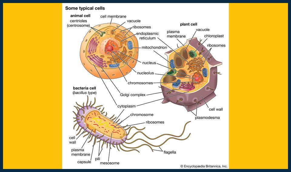 Affordable-and-Effective-biology-tutor-in-Sidcup-Near-You.jpg