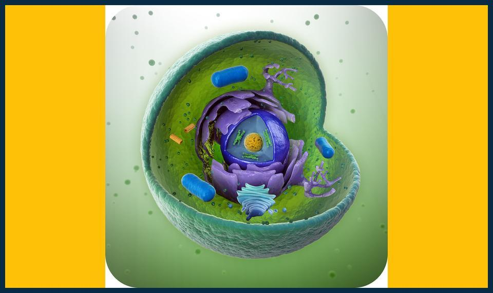 Boost-Your-Results-with-Expert-biology-tutor-in-Bexleyheath.jpg