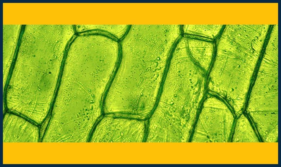 GCSE Biology Summer Masterclasses Kilburn Enrollment" or "Summer Biology Masterclasses for GCSE in Kilburn
