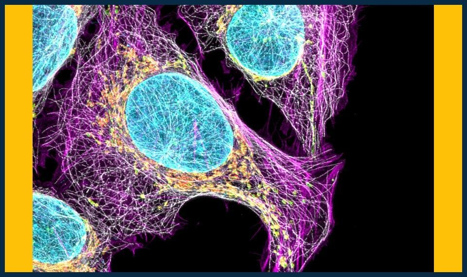 GCSE Biology Summer Masterclasses Lambeth Enrollment