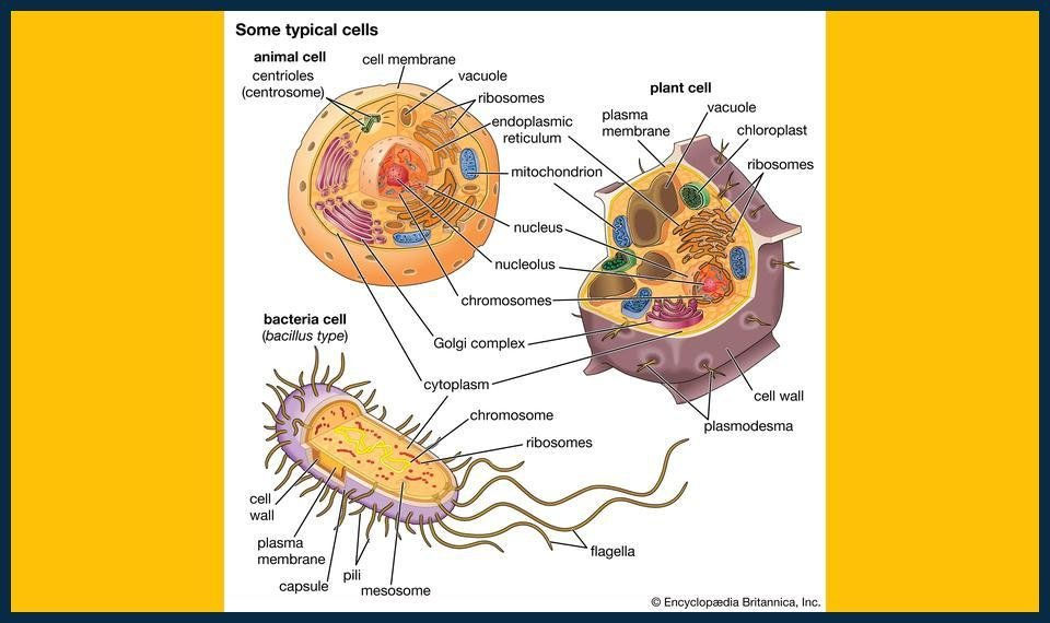 GCSE Biology Summer Masterclasses Twickenham Enrollment" or "Twickenham GCSE Biology Summer Courses" would be suitable focus keywords for this blog post. These keywords reflect the main topic and are likely to be searched by students looking for summer masterclasses to improve their GCSE Biology grades in Twickenham.