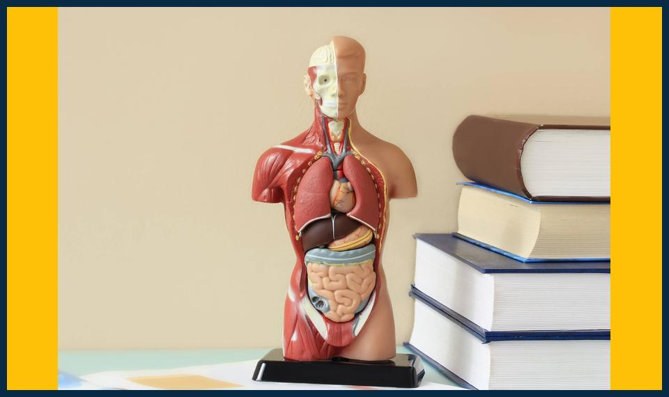 biology-tutor-in-Chislehurst-Local-Tutor-Tips-for-Top-Marks.jpg
